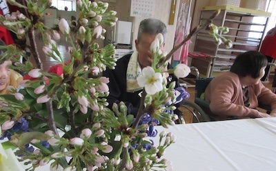 花見　桜